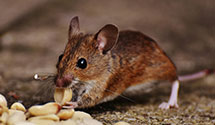 24 Hour & Emergency Exterminators in Tilden, WI